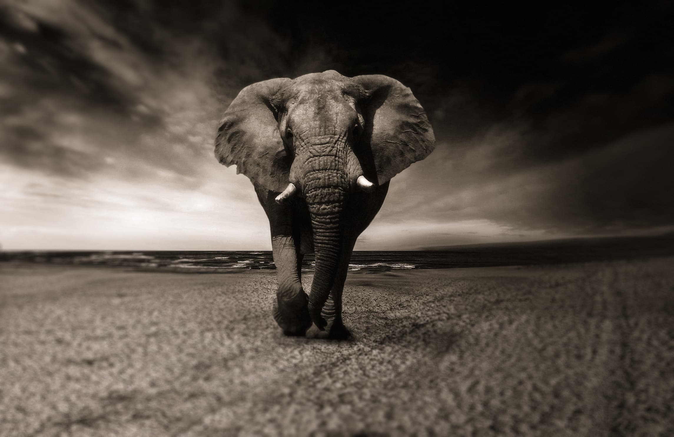 Éléphant dans un paysage africain